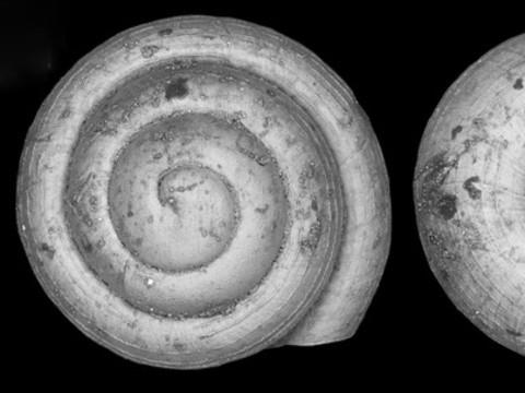 Un escargot plus petit qu'un grain de sable découvert au Vietnam