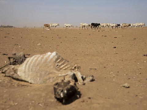Corne de l'Afrique: treize millions de personnes menacées de famine