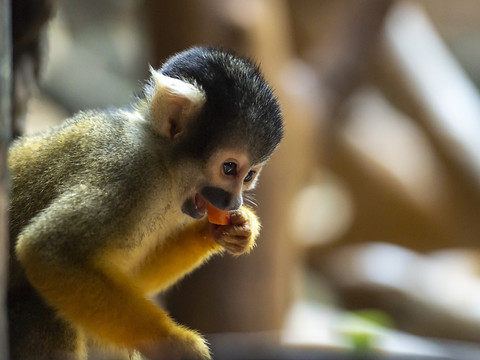 Pas de droits fondamentaux pour les primates à Bâle