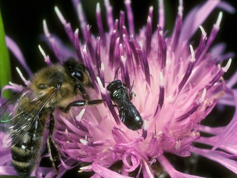 Trop d'abeilles domestiques dans les villes suisses