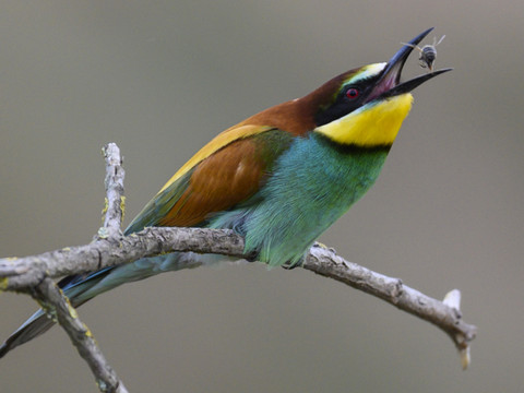 Le changement climatique modifie l'alimentation des oiseaux