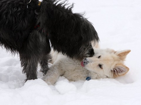 Les chiens montrent des comportements propres au deuil