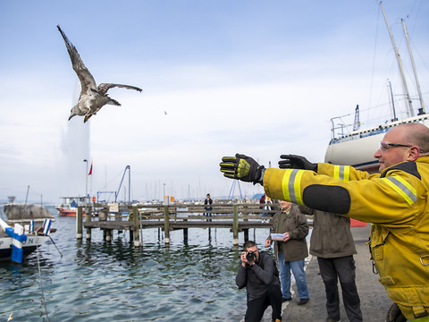 Le goéland blessé dans la croix de Saint-Joseph a repris son envol