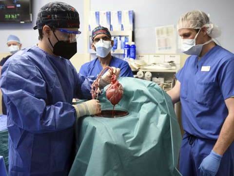 Le premier patient greffé avec un coeur de porc est décédé