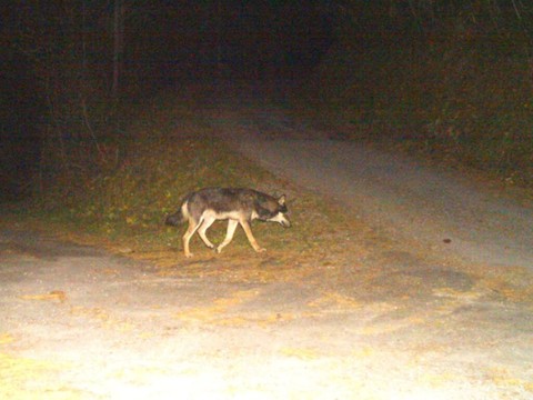 PETA porte plainte après le tir d'un loup suspecté d'être hybride