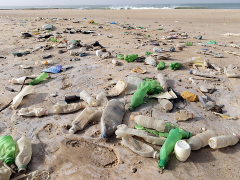 Des plantes pourraient permettre de filtrer le microplastique