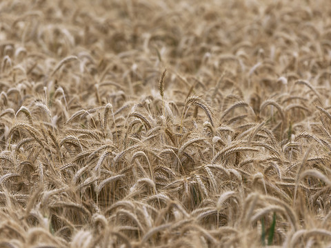 La guerre en Ukraine accentue l'impasse des biocarburants (ONG)