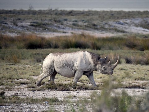 Une émission d'obligations pour sauver les rhinocéros noirs