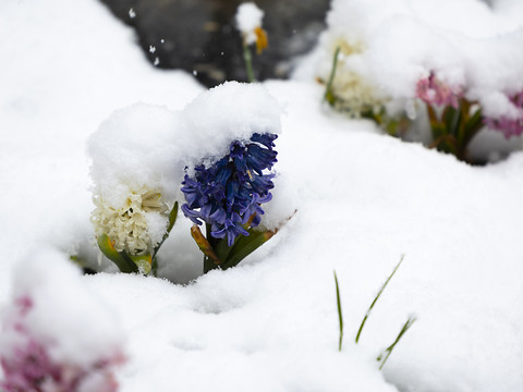 La Suisse sous la neige d'avril