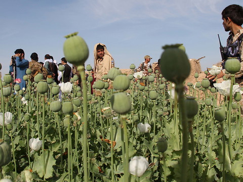 Le chef des talibans interdit la culture du pavot