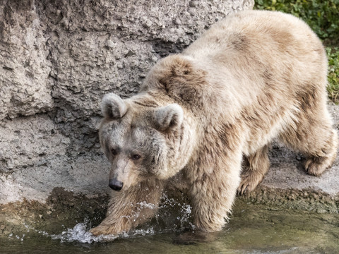 Attaque mortelle entre ours au parc animalier de Goldau