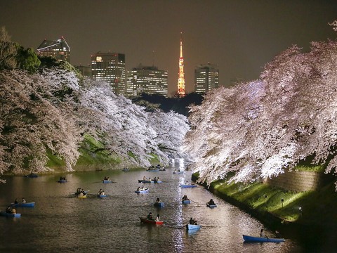 Au Japon, le roi des cerisiers fait de l'ombre à la diversité