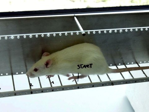 Des rats de laboratoire pourront être adoptés par des particuliers