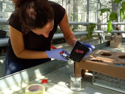Les nanoplastiques s'accumulent jusque dans le feuillage des arbres