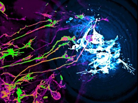 Le Fonds national récompense les meilleures images de science