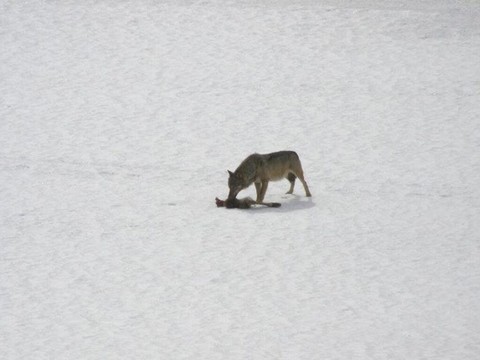 Des paysans protestent contre la politique du loup au Tessin