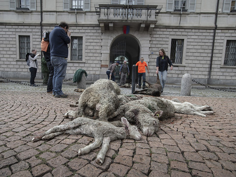 Des paysans protestent contre la politique du loup au Tessin