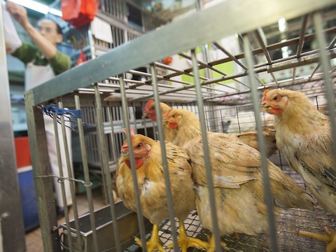 La Chine détecte le premier cas humain de grippe aviaire H3N8