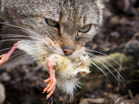 Les chats munis d'une clochette handicapés lorsqu'ils chassent