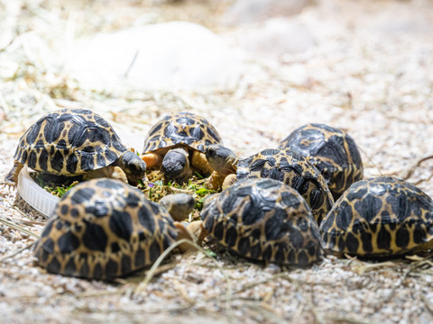 Eclosions records de tortues étoilées de Madagascar au zoo de Bâle