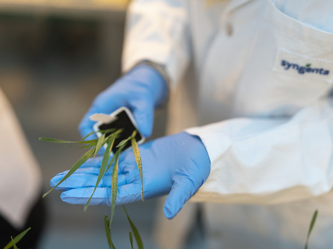 Syngenta Group augmente ventes et bénéfice d'exploitation