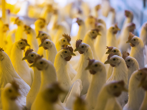 Quinze fois plus de volaille que d'oiseaux sauvages en Suisse