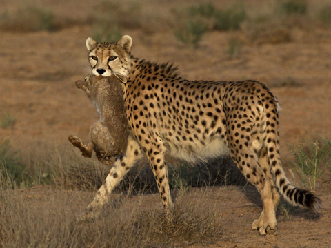 Iran: mort de l'un des petits d'une femelle guépard asiatique