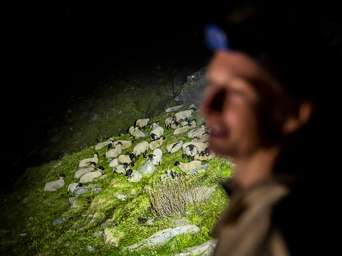Moins de dégâts dus au loup grâce aux mesures de protection