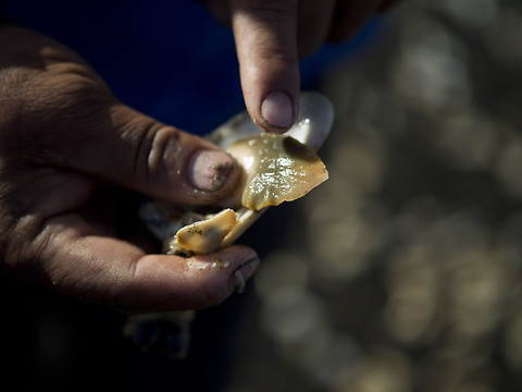 Un mort après la contamination de mollusques au Guatemala