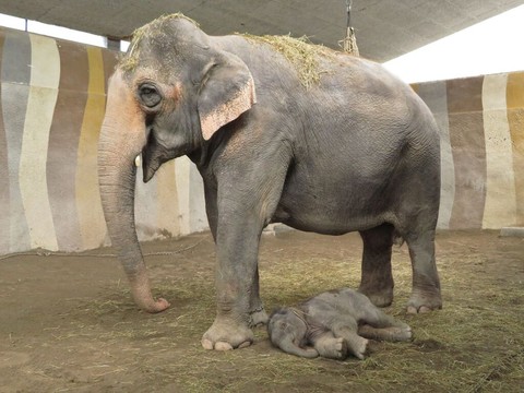 Naissance d'un éléphant au zoo pour enfants Knie