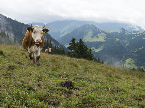 Des vaches laitières pourront avoir leurs certificats CO2