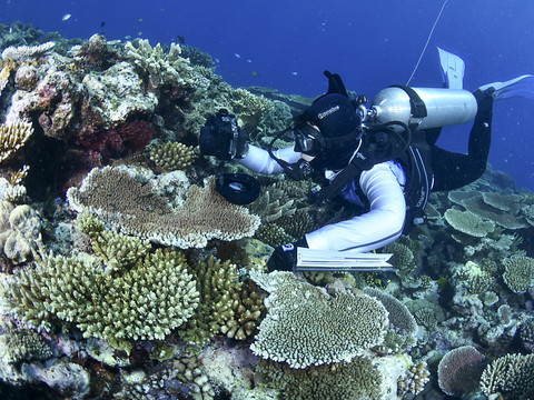91% de la Grande Barrière de corail a subi un 