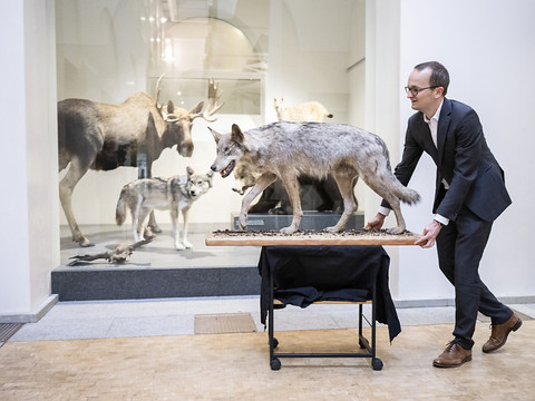 Tué par un train, le premier loup 