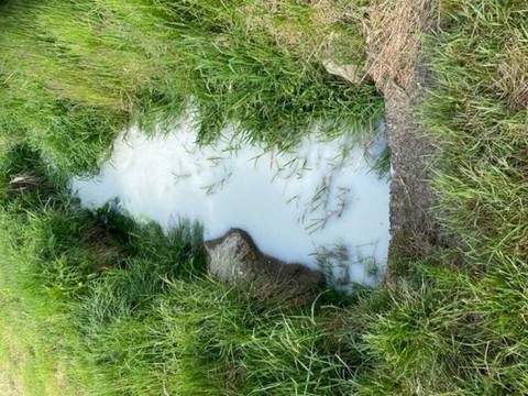 Du petit-lait pollue un ruisseau à Romont (FR)