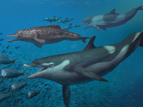 Découvertes d'espèces inconnues de dauphins sur le Plateau