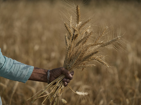Sous la menace du ciel et de l'embargo indien, le blé flambe