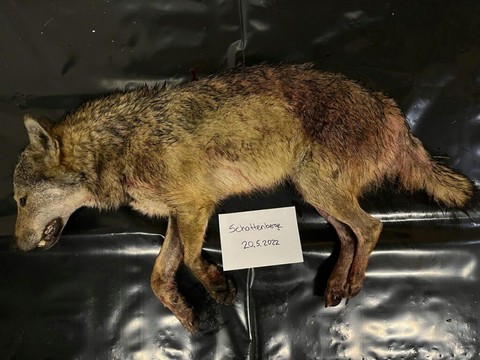 Loup abattu en Valais - Le canton veut pouvoir en tirer plus