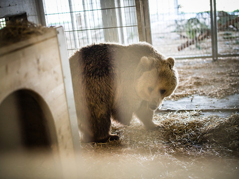 Les ours Sam et Jamila, du zoo de Skopje, sont arrivés à Arosa
