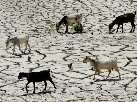La COP15 s'engage sur la restauration d'un milliard d'hectares