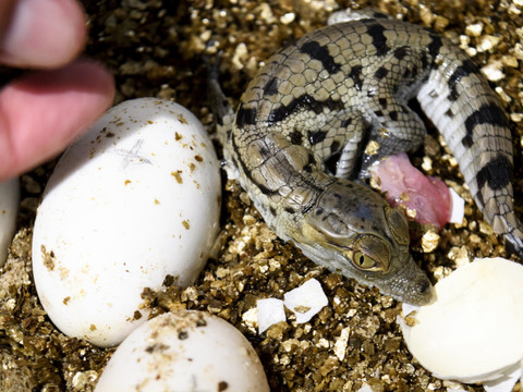 Vingt nouveaux bébés crocodiles sacrés naissent à Aquatis