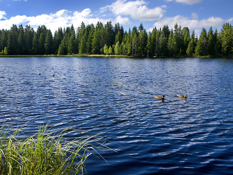 Etang de la Gruère: beaucoup moins de batraciens cette année
