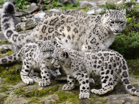 Deux léopardeaux des neiges naissent au zoo de Zurich
