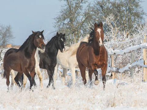 Le poids du cavalier ne doit pas dépasser 15% de celui du cheval