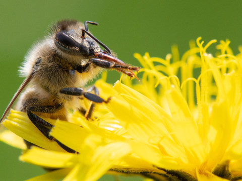 Hécatombe dans les colonies d'abeilles l'hiver dernier