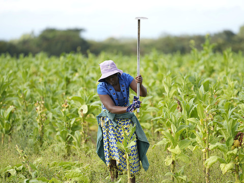 Zimbabwe: l'inflation flambe à plus de 130%