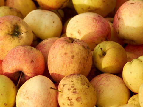 Fruits et légumes: le WWF critique 