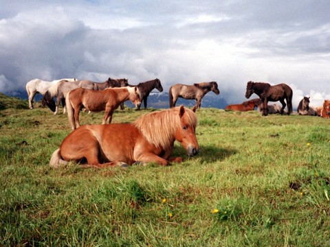 Des chevaux islandais pour répondre à vos mails pendant vos congés