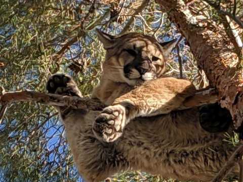Une Américaine de 9 ans survit à une très rare attaque de puma