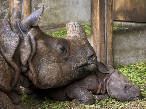 Naissance du petit rhinocéros indien Tarun au zoo de Bâle