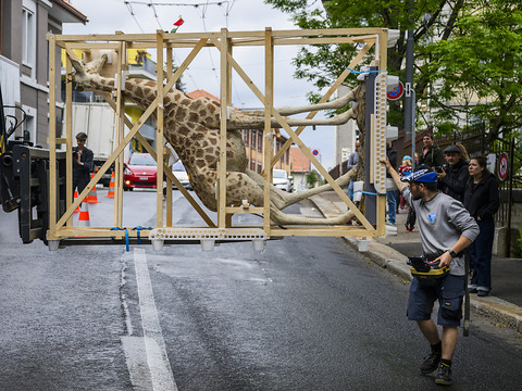 La Chaux-de-Fonds: parade de girafe et d'animaux empaillés